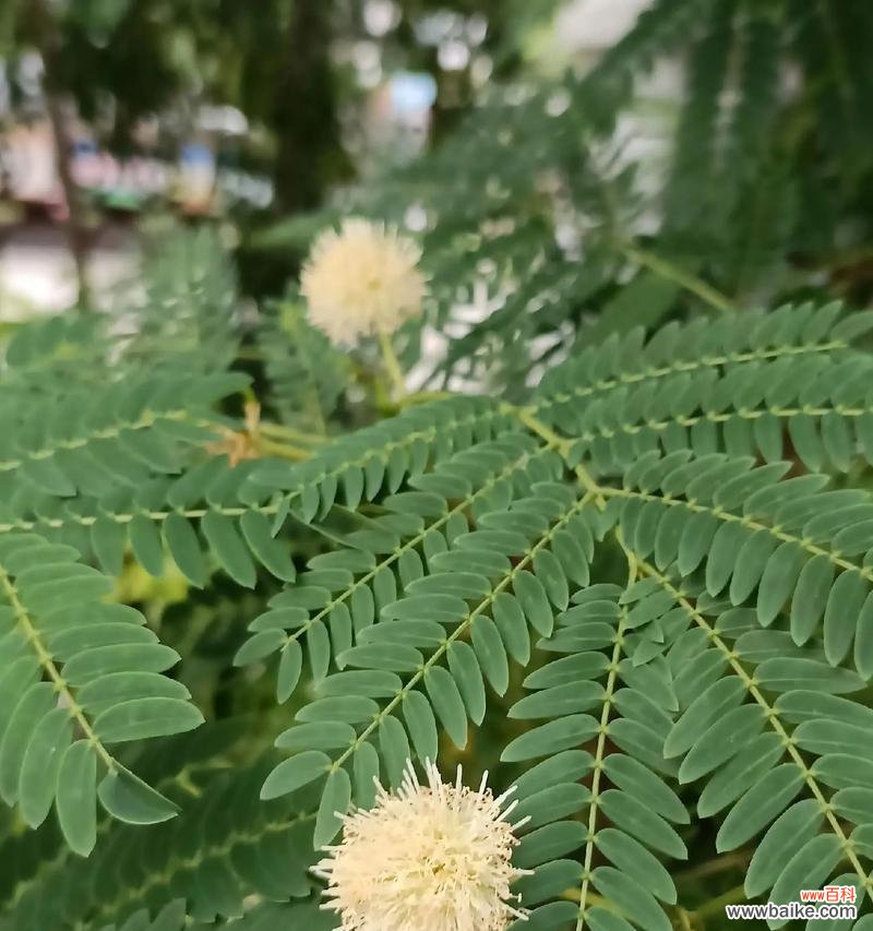 白色的夜合花寓意什么呢?它在花语中代表什么?