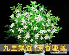 花开九里香满人间 九里香的花语和寓意