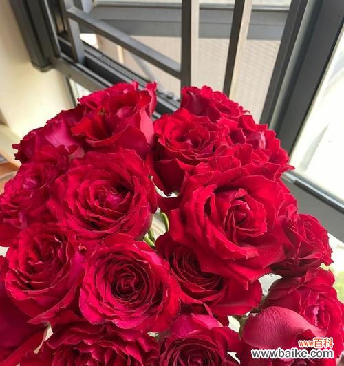 探寻九朵玫瑰花语的深层内涵 九朵玫瑰花语的奇妙意义