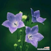 探寻桔梗花语 桔梗花语之纯洁与希望