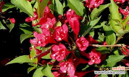 传承千年的文化符号 探秘锦带花花语