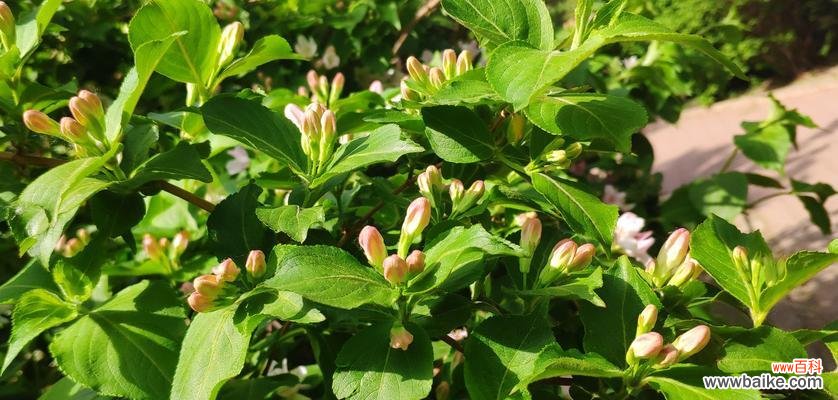 传承千年的文化符号 探秘锦带花花语