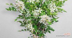 探寻九里香中蕴含的生活哲学与智慧 九里香的深意与生活寓意