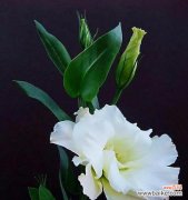 花开花落 桔梗花，如诗如画