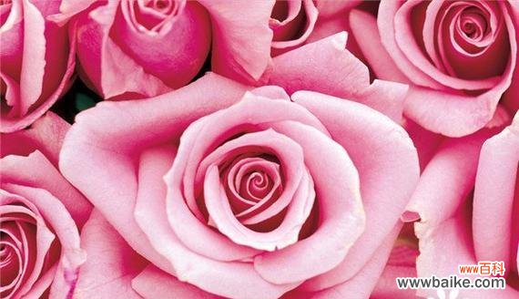 探寻粉色玫瑰的浪漫韵味 粉色玫瑰花语的深意