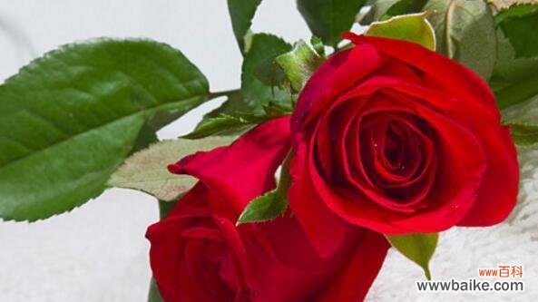 一朵玫瑰花所代表的多重含义 玫瑰花的寓意解读