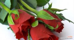 探寻玫瑰花的意义与象征 玫瑰花的花语