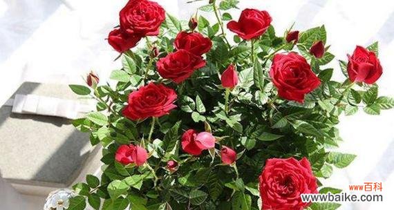 用玫瑰的数量传达心意 玫瑰的数量与含义