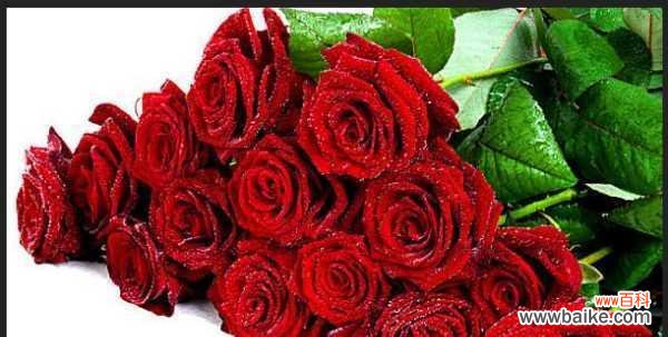 用玫瑰的数量传达心意 玫瑰的数量与含义