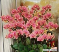 哪些花在家里养象征幸福？养什么花代表幸福？