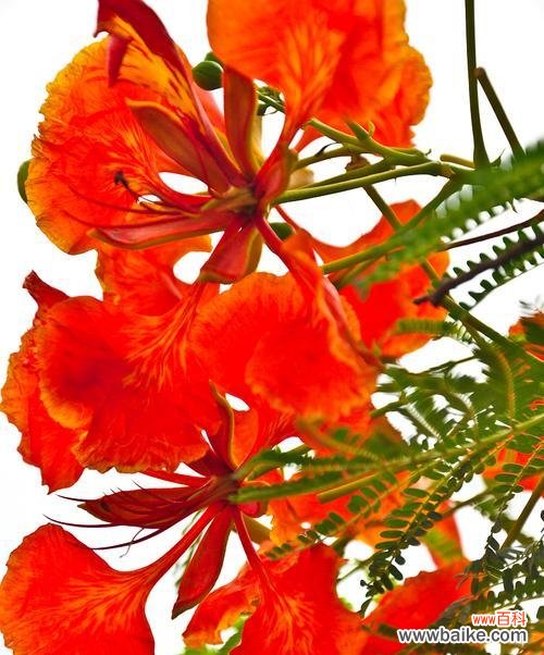 每种颜色花的含义和象征是什么？不同颜色花卉代表什么？