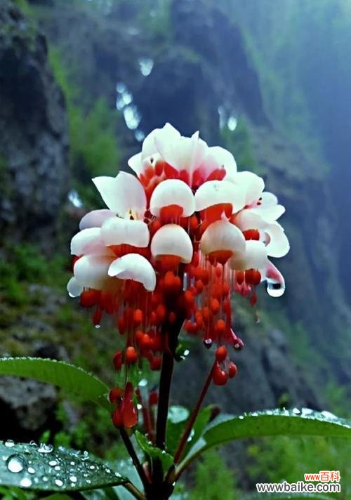 每种颜色花的含义和象征是什么？不同颜色花卉代表什么？