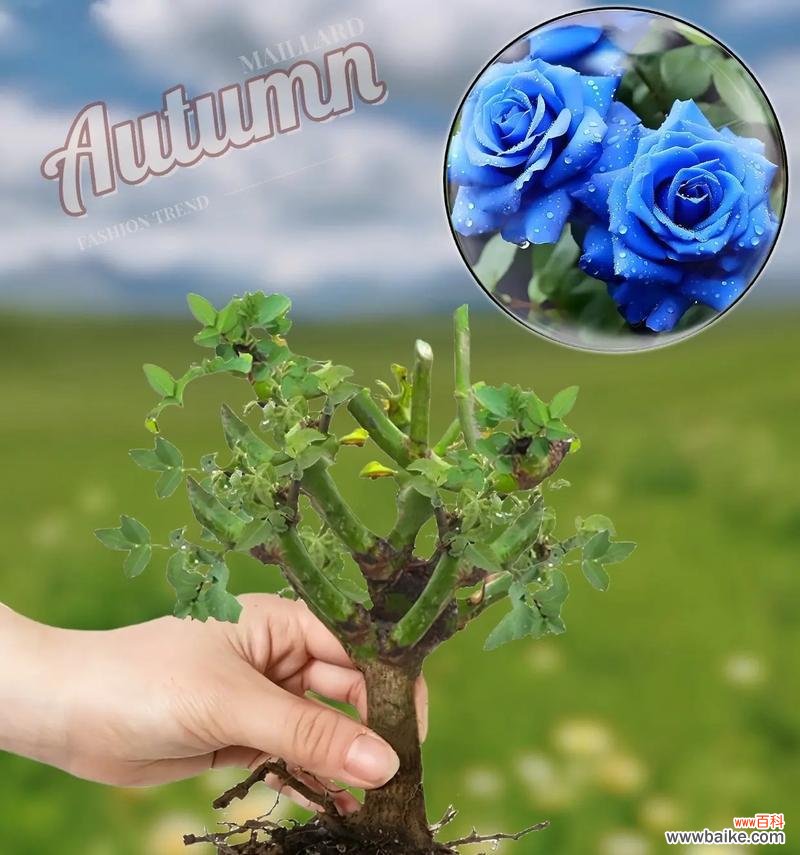 宝蓝色玫瑰花代表什么?宝蓝色玫瑰的象征意义是什么?