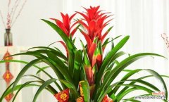 什么花象征着鸿运当头？