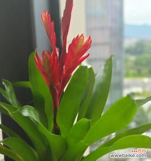 什么花象征着鸿运当头？