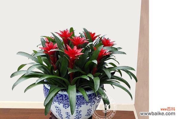 什么花象征着鸿运当头？