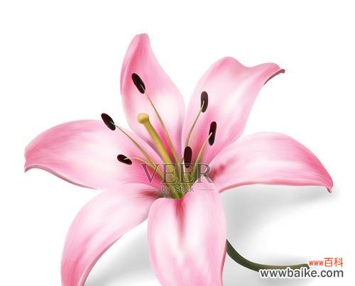 粉红色百合花代表什么?粉红色百合的花语有何特别之处?