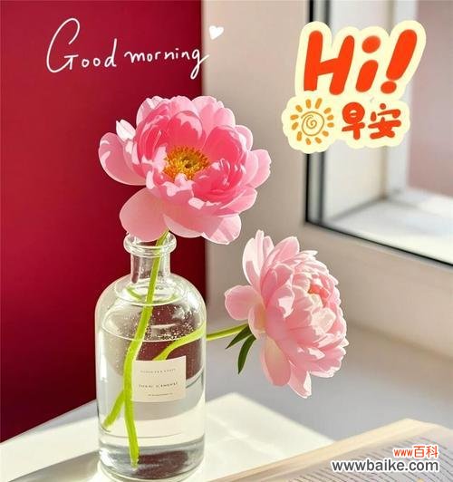 哪种花寓意平安喜乐和健康？