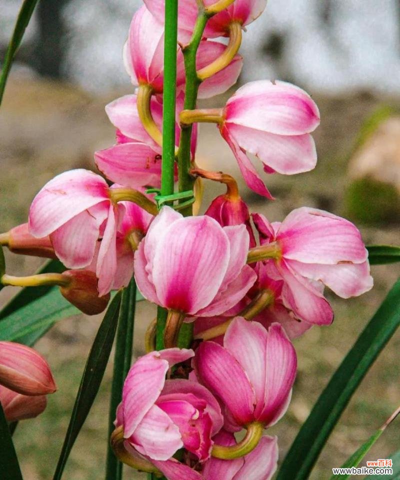 大花蕙兰不同颜色的寓意是什么？每种颜色代表什么？