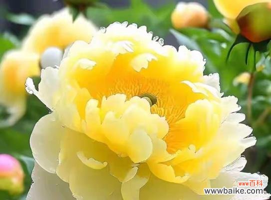 牡丹花的寓意由来是什么？