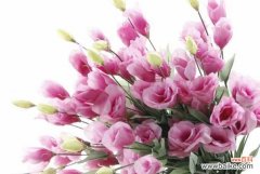 探索桔梗花的花语之美 桔梗花语的深意