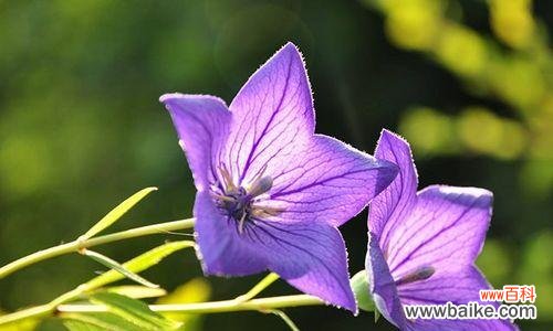 揭秘桔梗花的花语 桔梗花的花语及其寓意解读