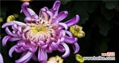 揭示紫色菊花的深意与象征 紫色菊花的花语