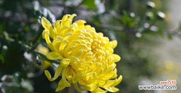 解读菊花的文化与美学价值 菊花的象征意义