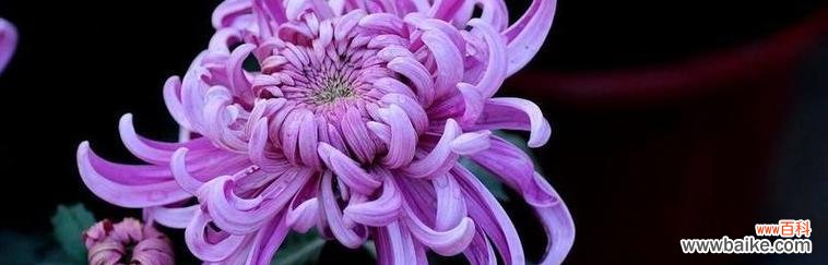 探寻菊花在文化中的象征意义 菊花的象征意义及花语解读