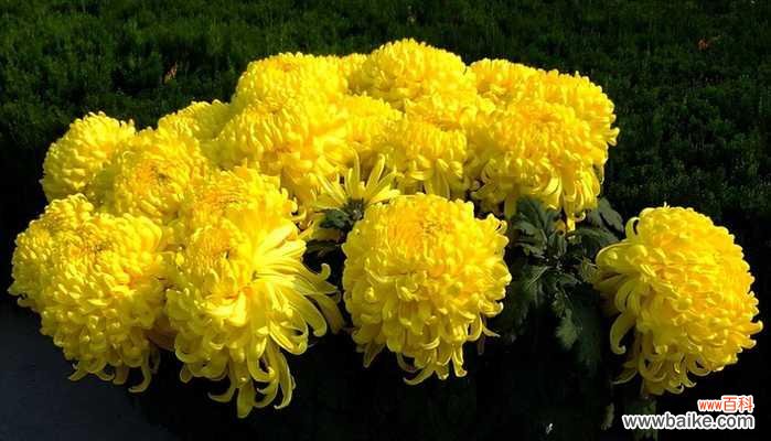 菊花的多样性与生命力 菊花之美