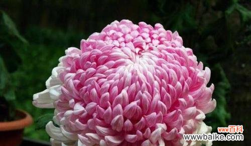 菊花的多样性与生命力 菊花之美