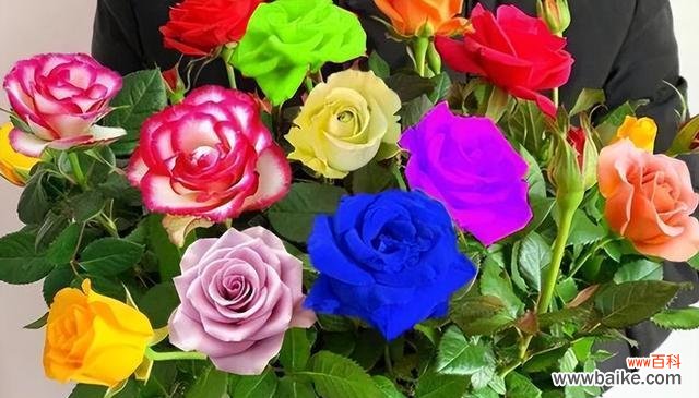 揭开玫瑰花背后的秘密 玫瑰花颜色的象征意义