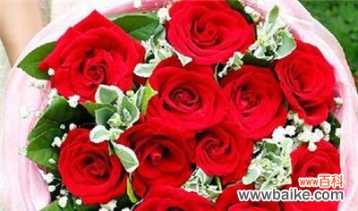 从红到白 玫瑰之色