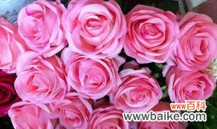 以玫瑰送几支 玫瑰的寓意与象征意义