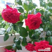 从玫瑰花的品格感悟生活的美好与希望 玫瑰花