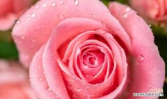 揭示玫瑰支数中的奥秘 探索玫瑰支数的含义