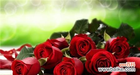 揭示玫瑰支数中的奥秘 探索玫瑰支数的含义