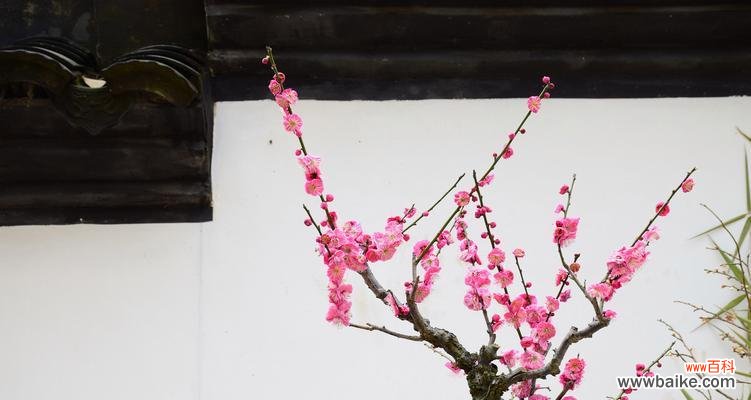 揭示梅花的寓意和含义 梅花