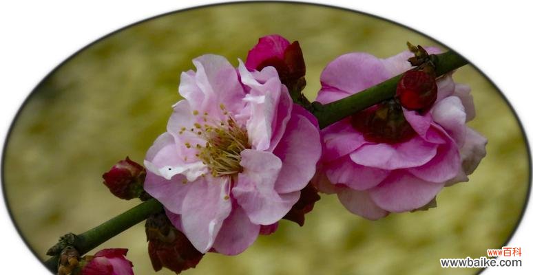 揭示梅花的寓意和含义 梅花
