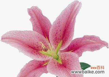 粉色菊花和百合花组合的寓意是什么?