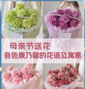 母亲节送百合花有何特别含义？