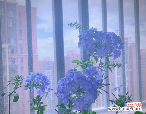 白蓝色茉莉花象征着什么？