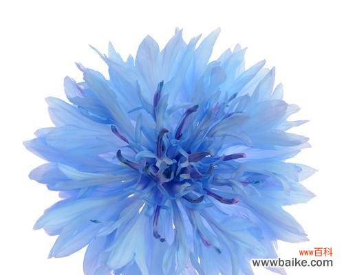 白色和蓝色搭配的花寓意是什么?