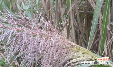 情人节送甘蔗花有何特别寓意?