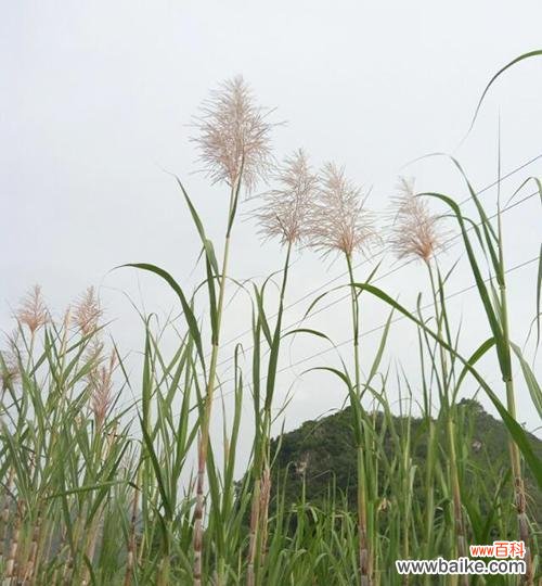 情人节送甘蔗花有何特别寓意?