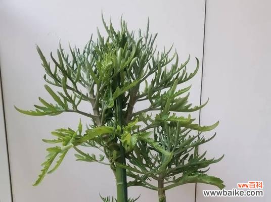 情人节送甘蔗花有何特别寓意?