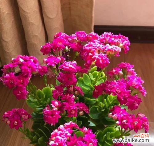 吉祥祝福的花有哪些？各自代表什么？