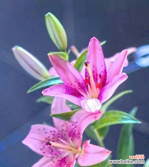 吉祥祝福的花有哪些？各自代表什么？