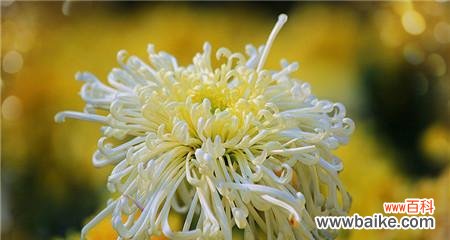 探索不同菊花花语传递的含义及其在文化中的应用 菊花花语与吉祥寓意