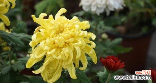 揭秘菊花的吉祥含义与文化象征 菊花的寓意及象征意义